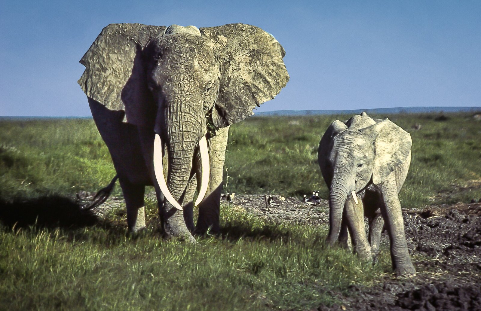 Amboseli National Park 3 Days