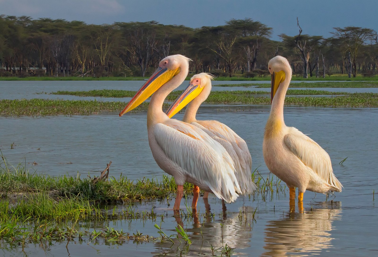Lake Nakuru & Naivasha 4 Days