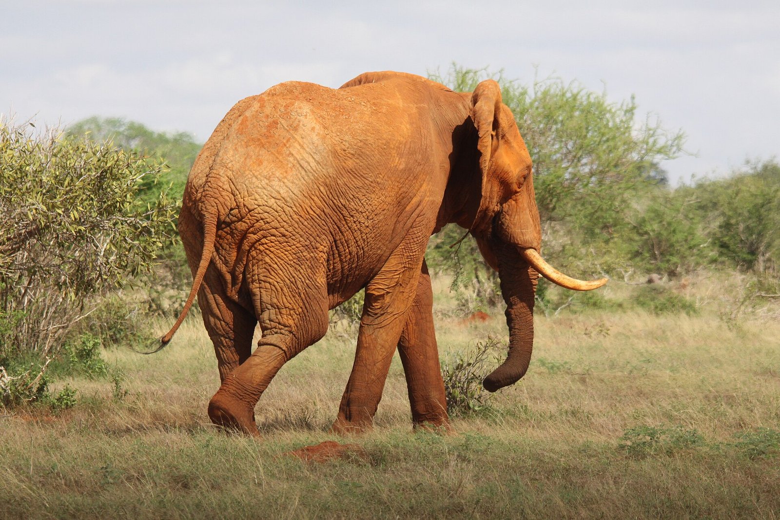 Tsavo East & West 5 Days