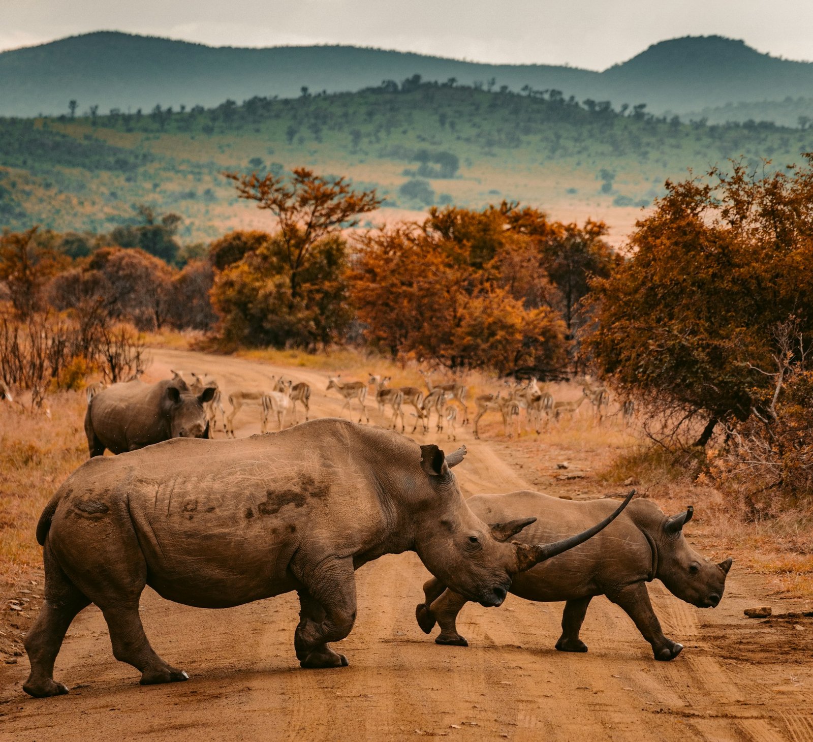 Luxury Safari Lodge