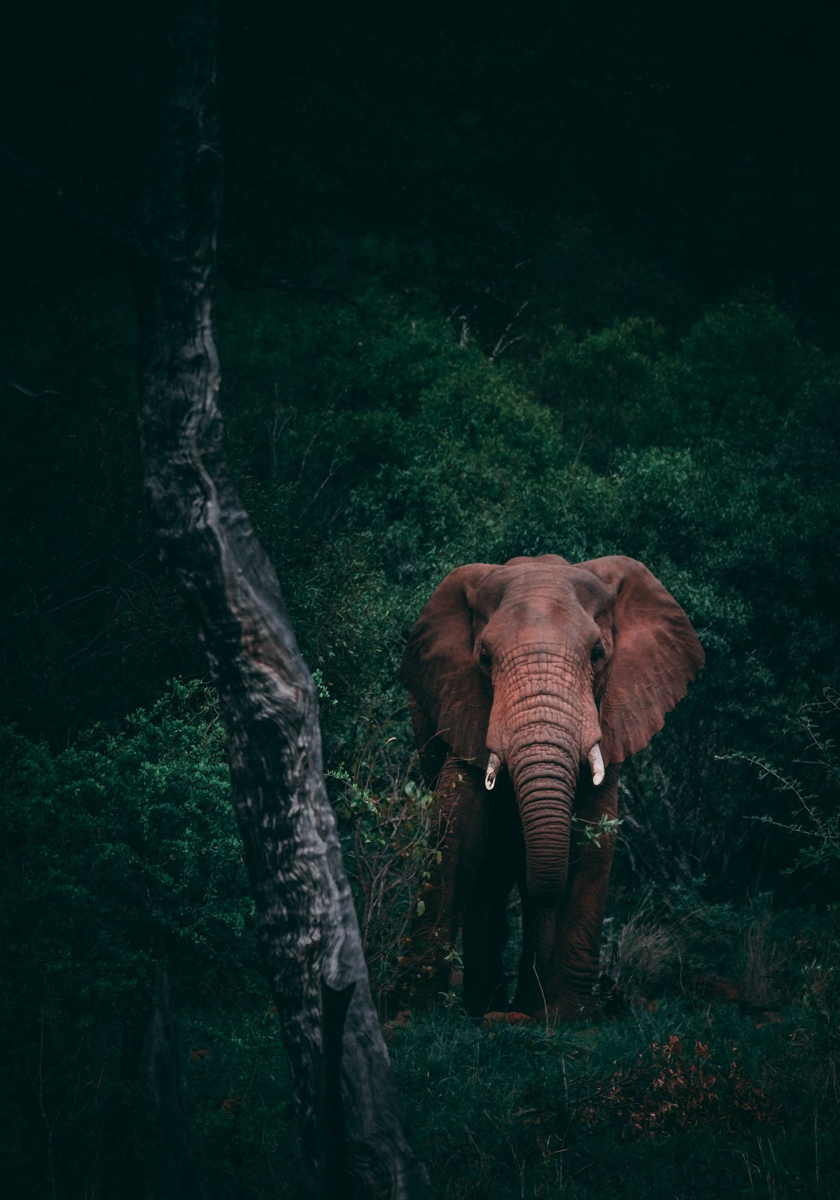 Tanzania Safaris