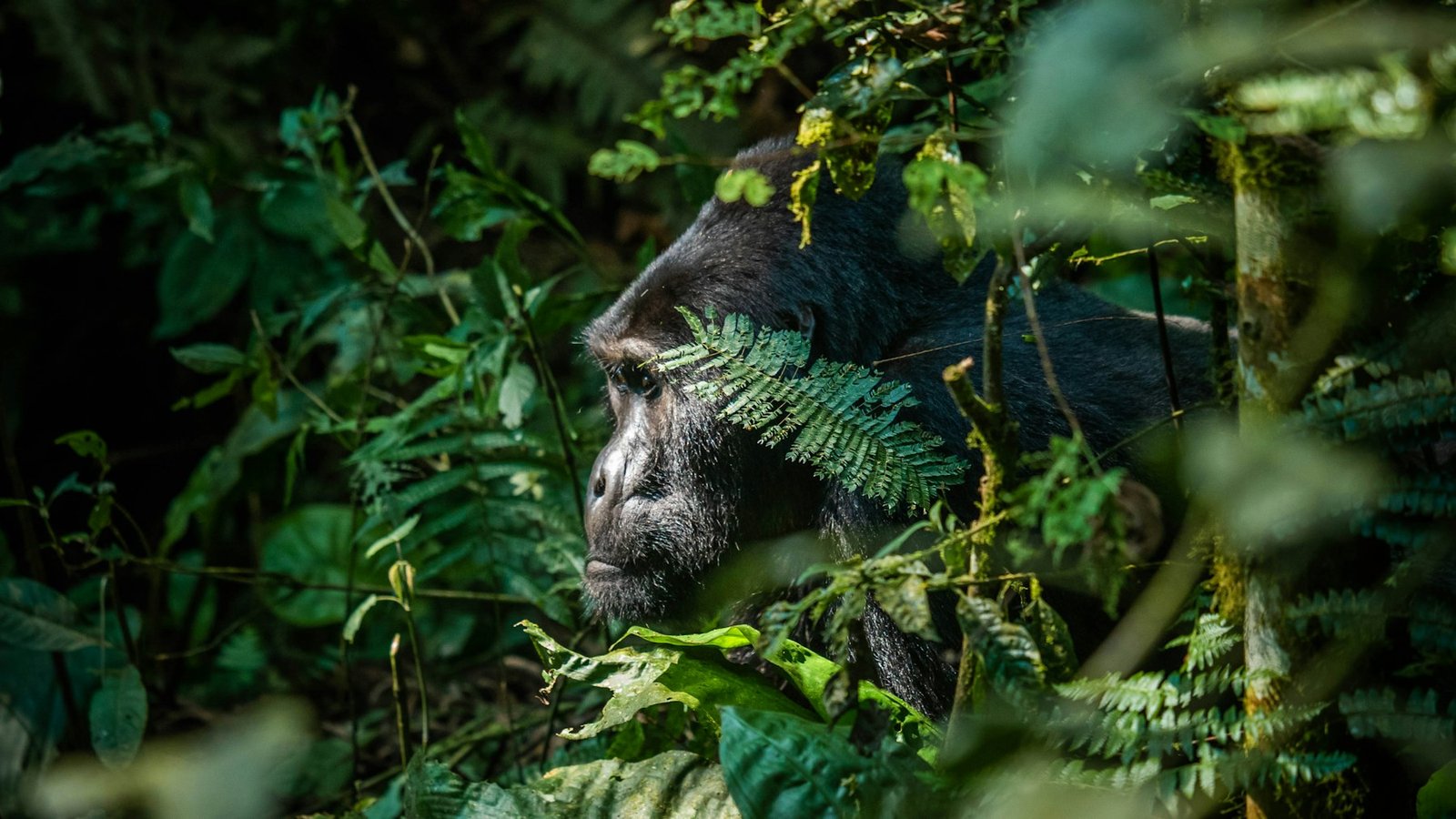 Bwindi Gorilla Trekking