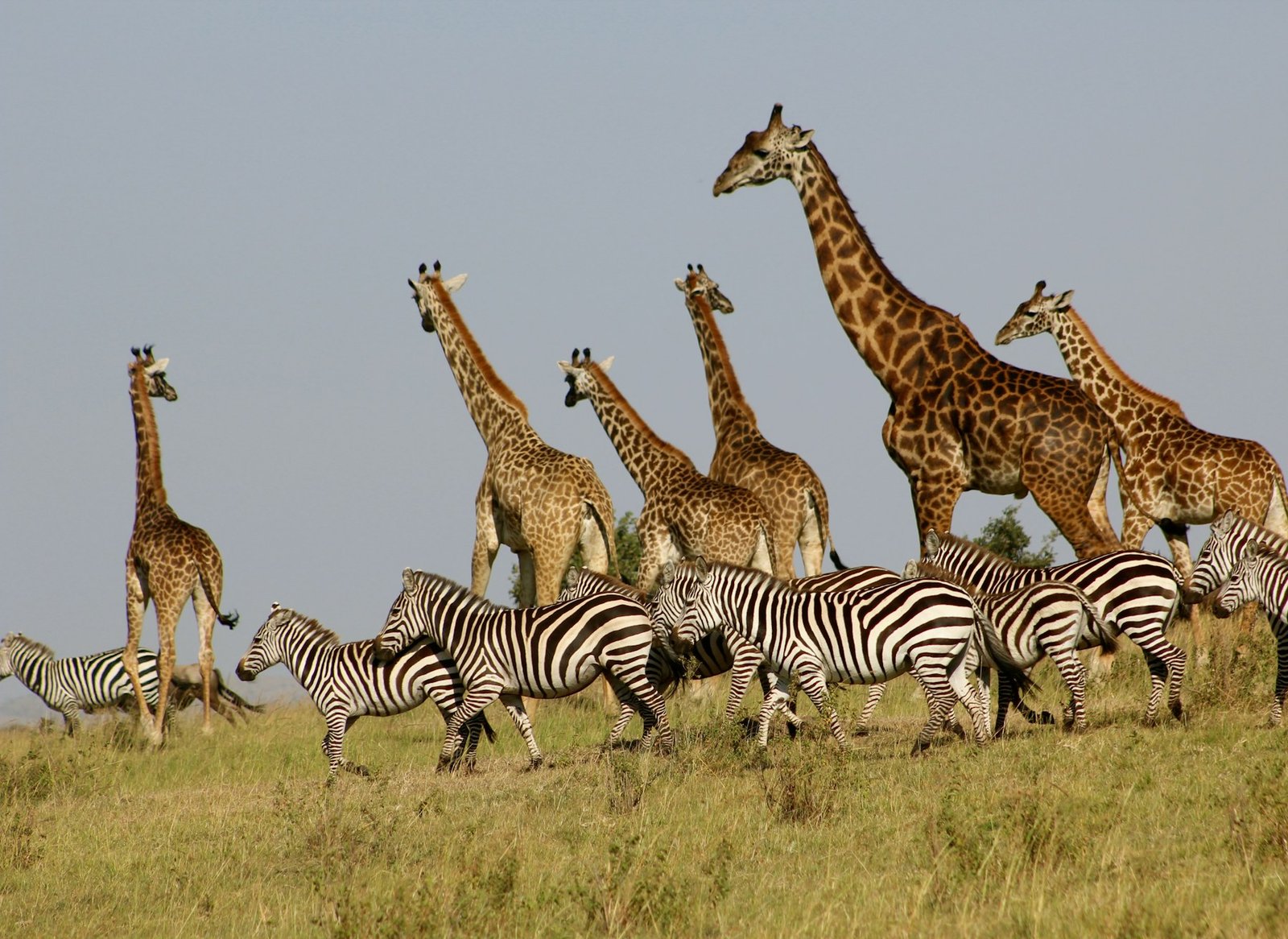 Serengeti & Ngorongoro