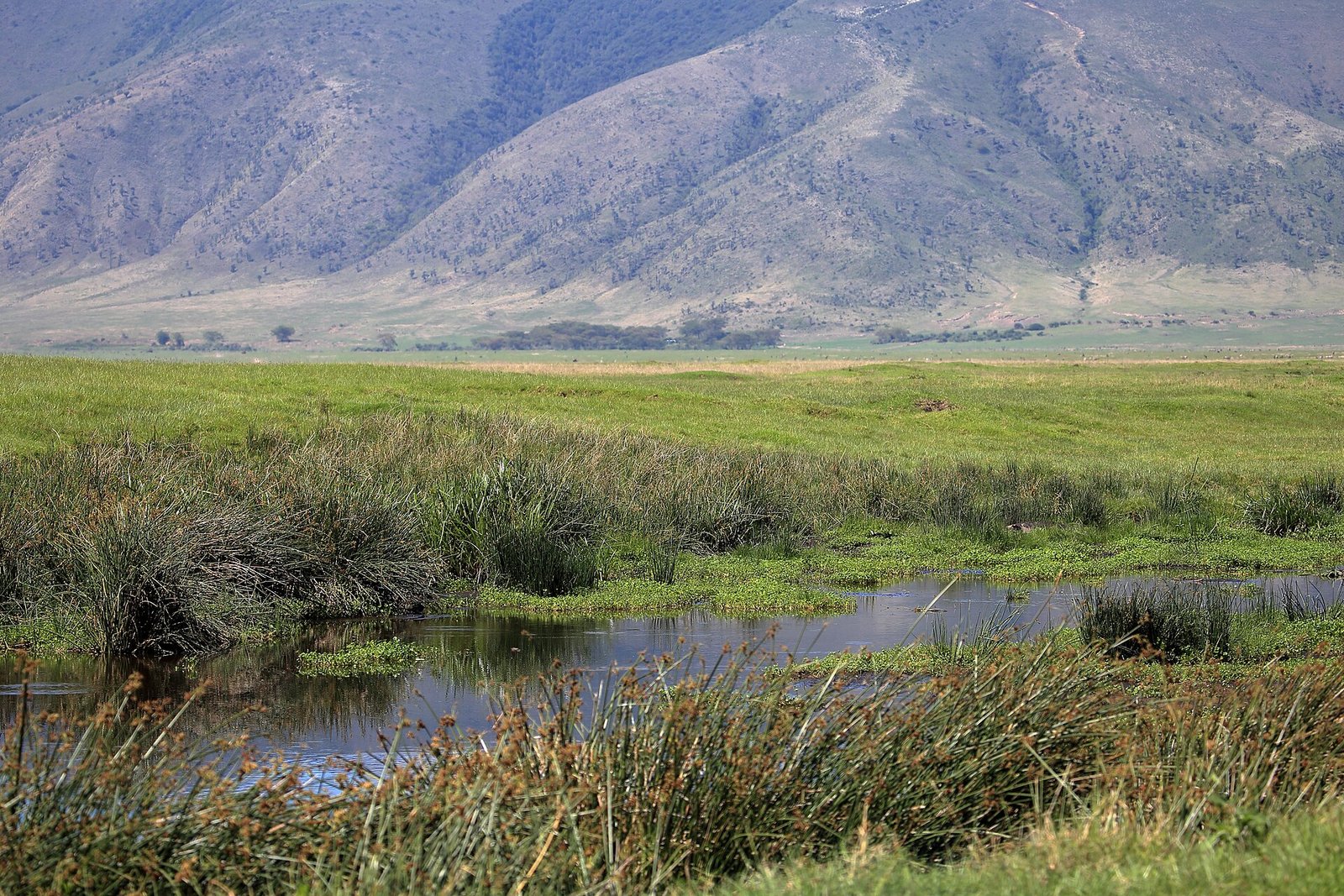 Ngorongoro