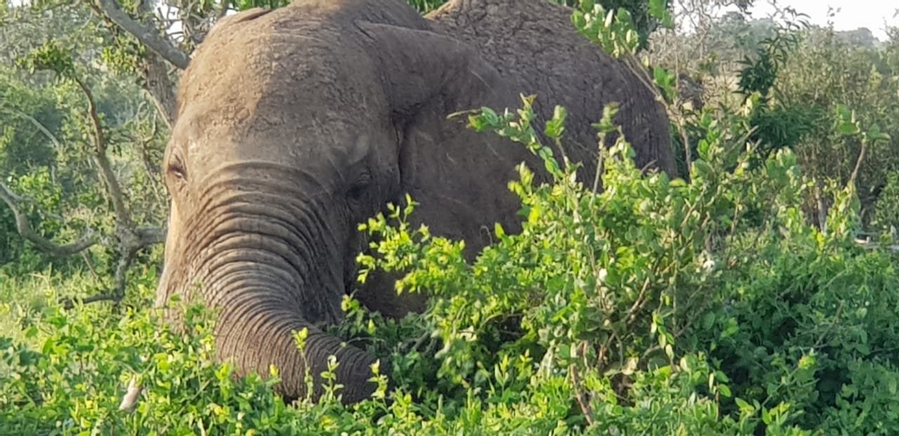 Tsavo