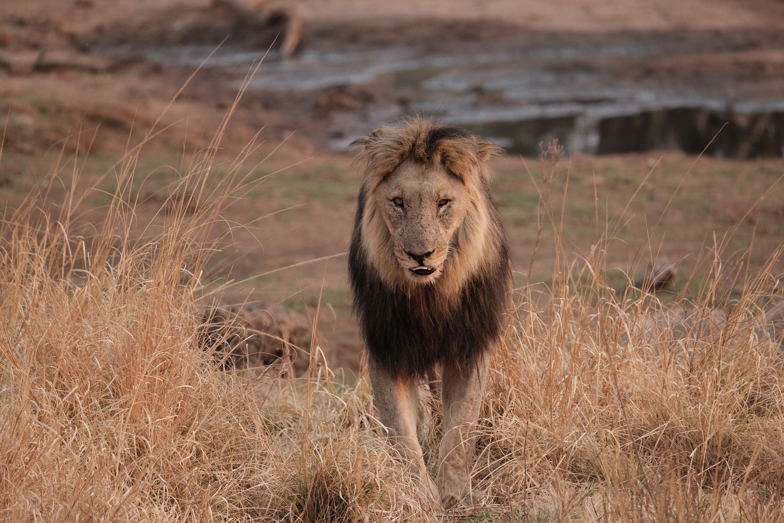 Male lion moving through dry African grassland