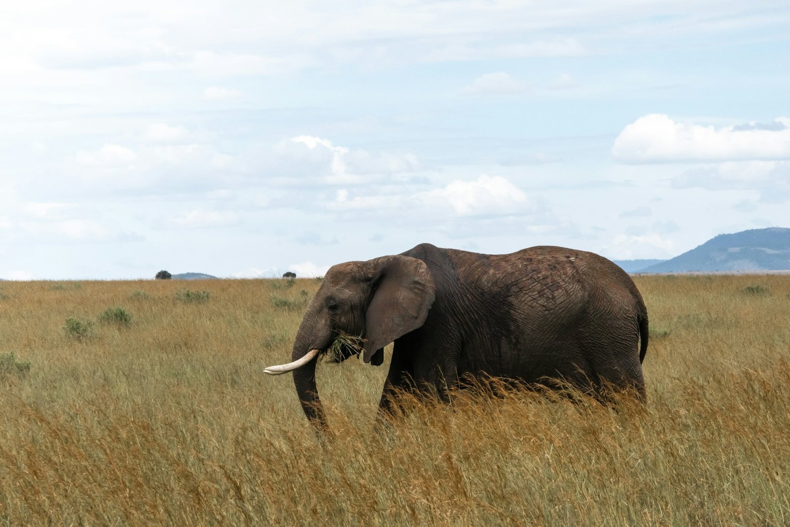 Elephant moving through open Maasai Mara grassland