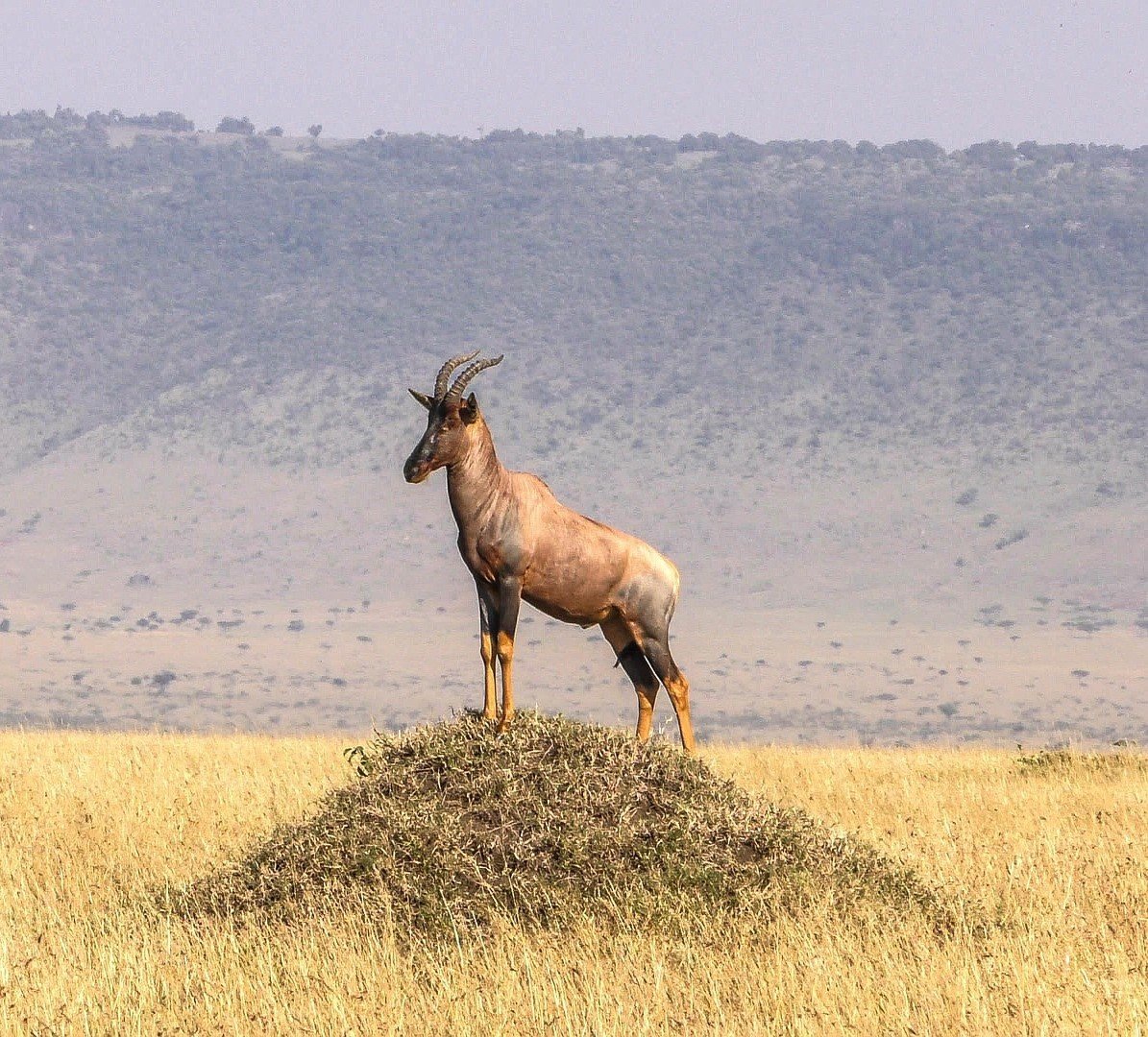 Topi Trails